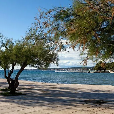 Cvita * Ζαντάρ